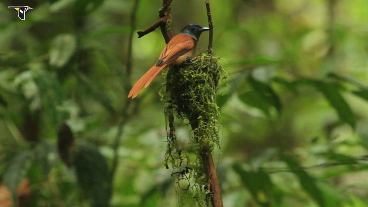 Blyth's Paradise-Flycatchers Alternate Nest Responsibilities