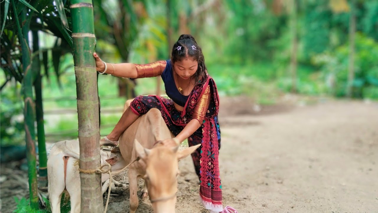 Big cow sitting | riding cow funny 🤣