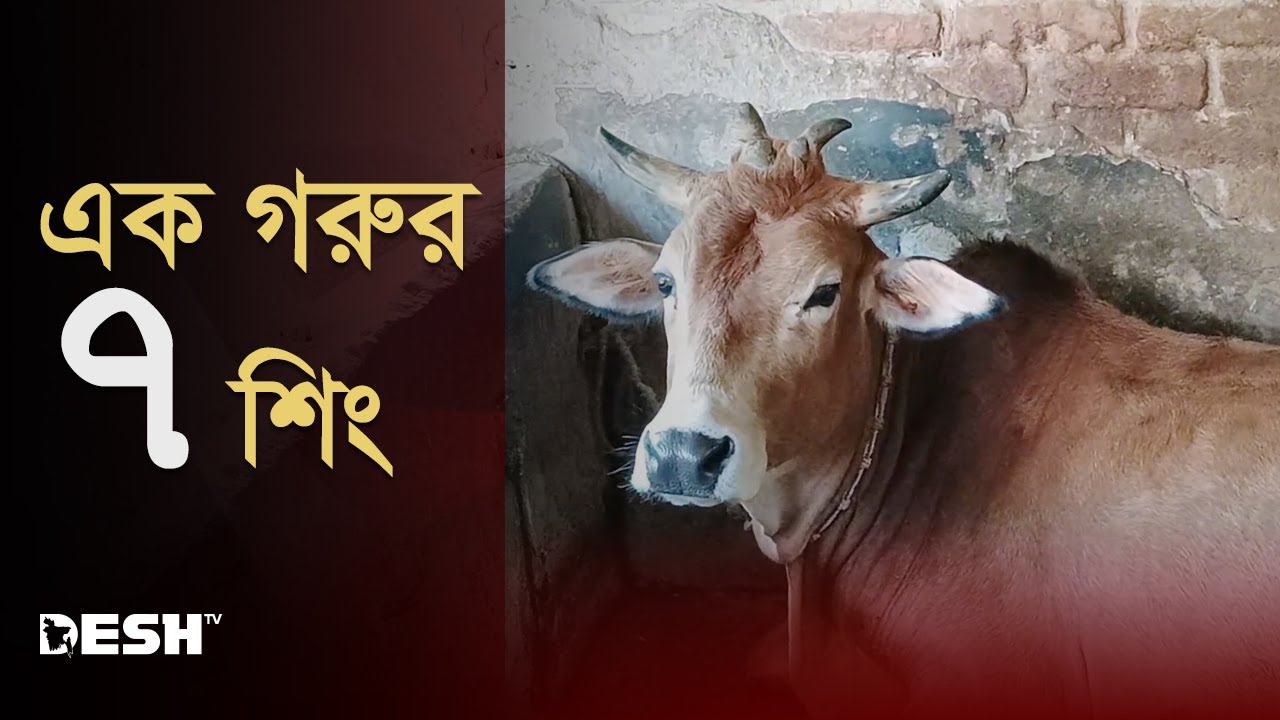এবার দেখা মিললো ৬ পা ওয়ালা অদ্ভুত এক গরু | Different Cow | News | Desh TV