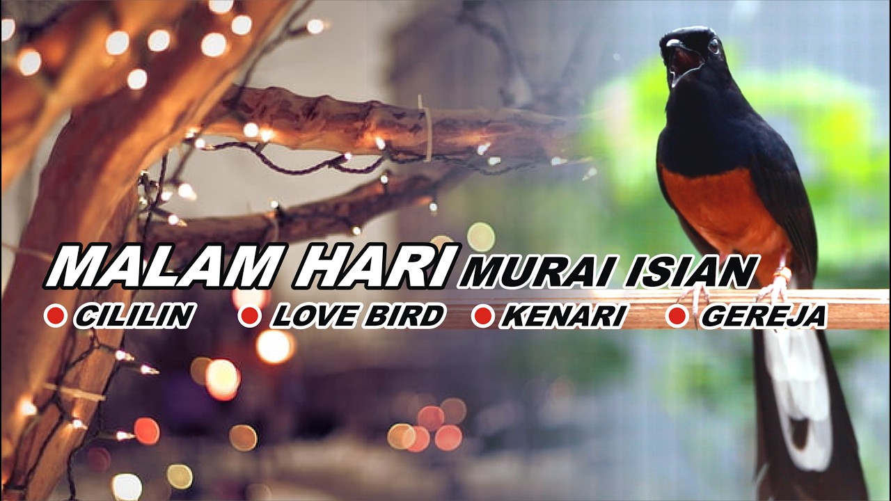 Pancingan Murai Batu Malam Hari Full Isian Cocok buat Murai trotol dan pastol agar Gacor