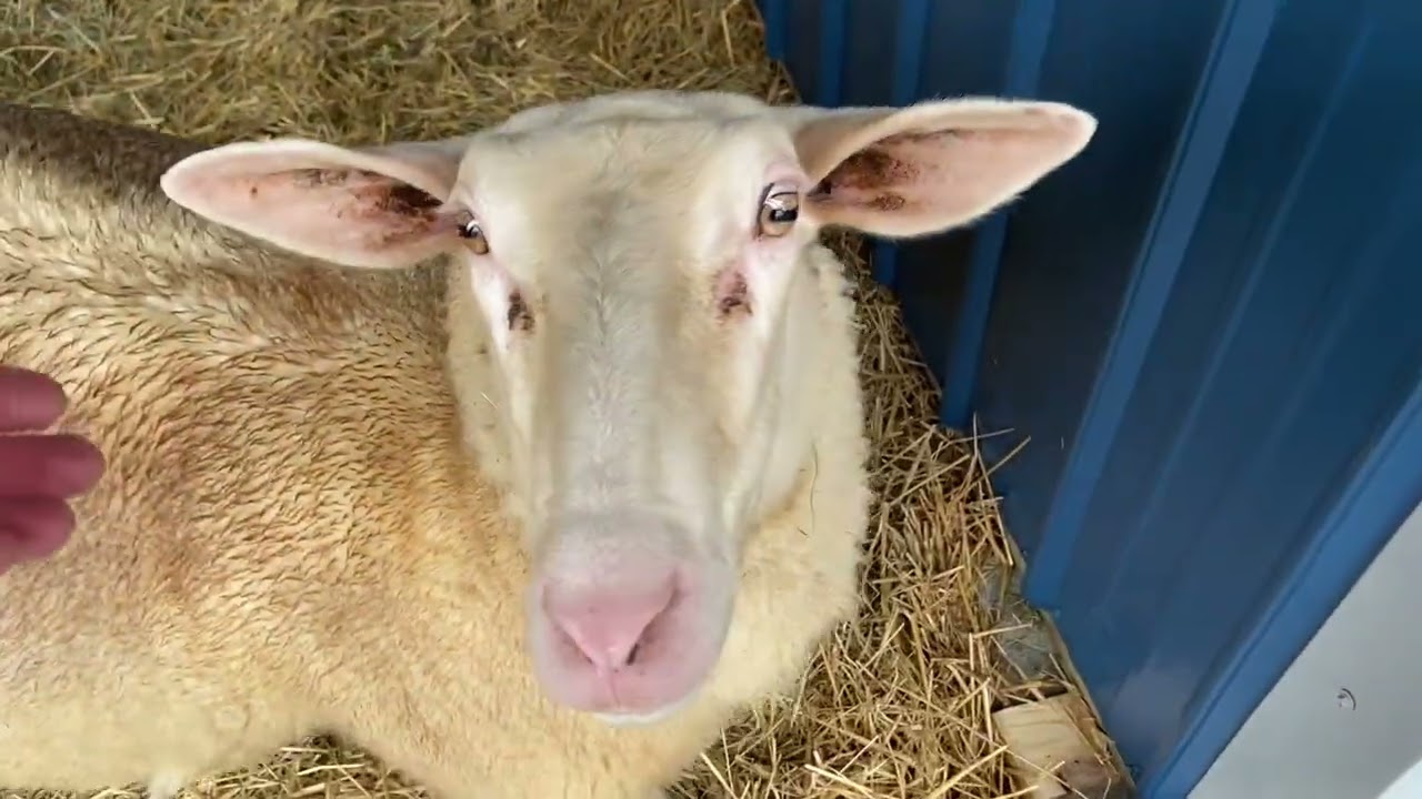 Our DAIRY SHEEP have arrived!! @mountainsidewithkenandamy 