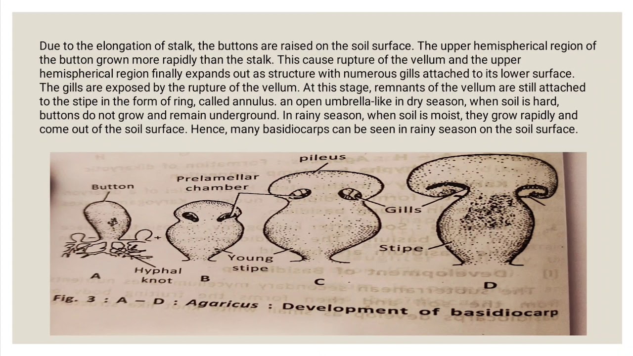 Development of Basidiocarp & Internal structure of Gills
