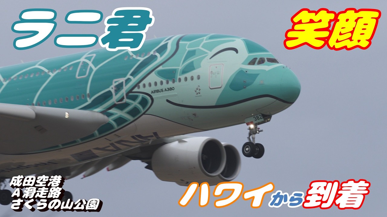 【4K】成田空港 さくらの山公園 ANA超巨大旅客機エアバスA380 カイ君 笑顔でハワイから到着
