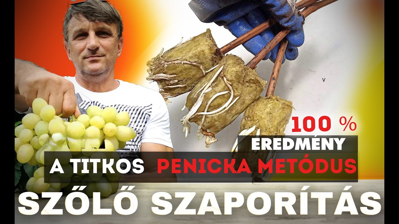 A szőlő szaporítása: Fedezd fel a titkos Penicka módszert!