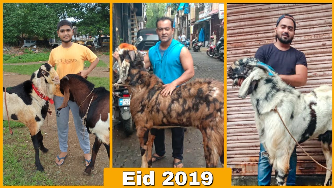 Sajid Bhai, Salman Bhai aur Adnan Bhai ke Bakre | NARKAR BROS