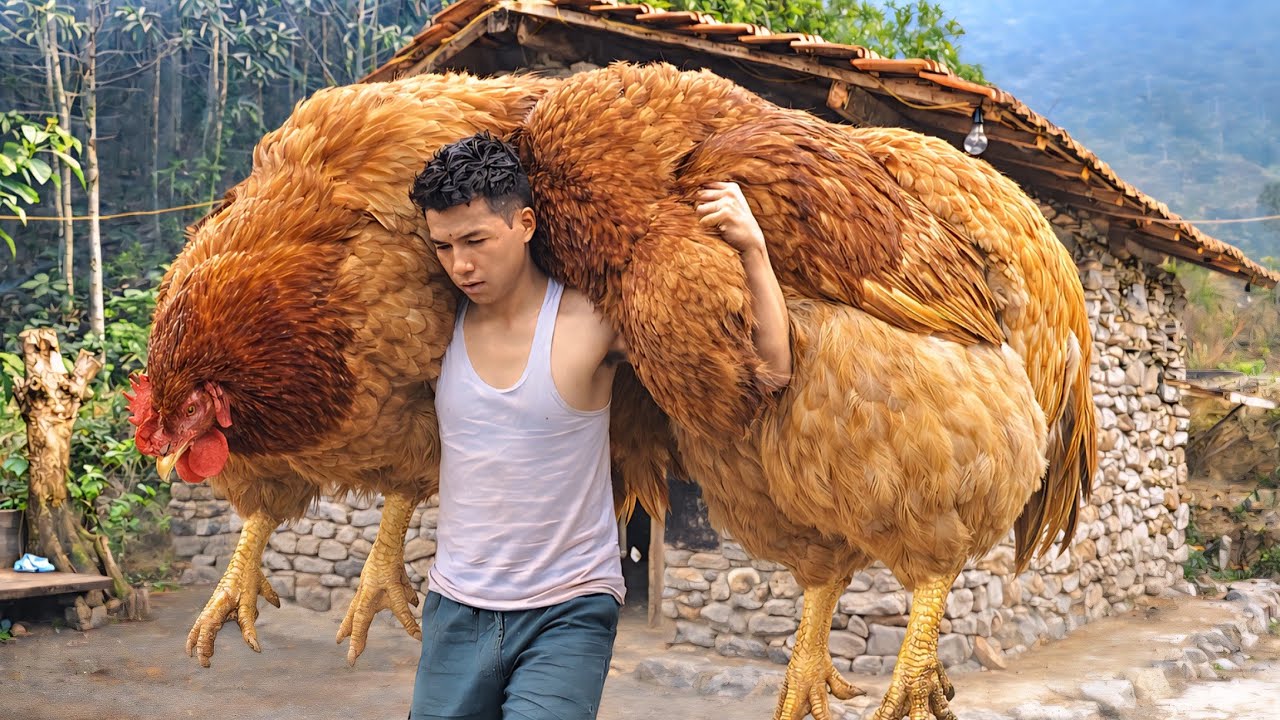 CEO Living in the Forest: Building a Chicken Coop and Stone Stove from Scratch