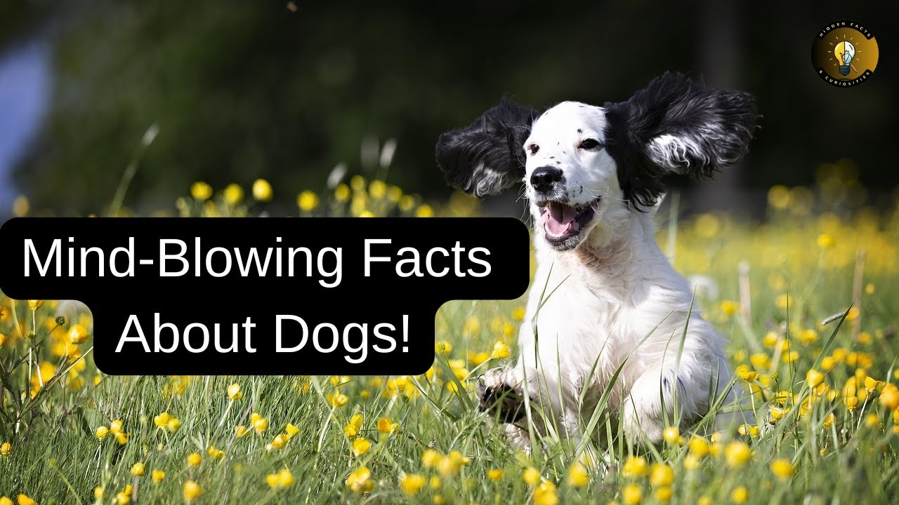 10 Fascinating Facts About Dogs You Didn&rsquo;t Know! 🐾