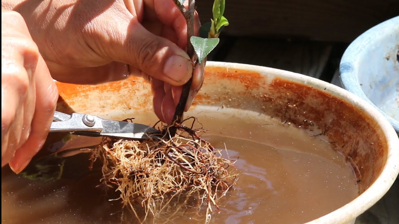Camellia repotting　出雲香の植え替え