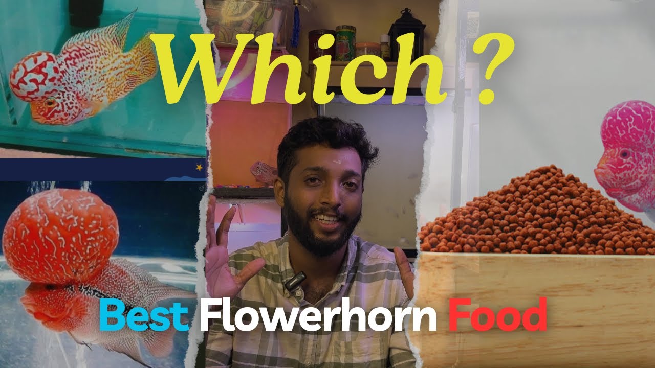 What is the Best Flowerhorn Food ? | Best Flowerhorn Fish Food | What u Need to Know ! | (Part 1)