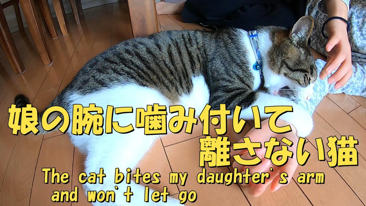 娘の腕に噛み付いて離さない猫　なんで娘の腕がそんなに好きか？　暴れ猫/保護猫ハナ♂