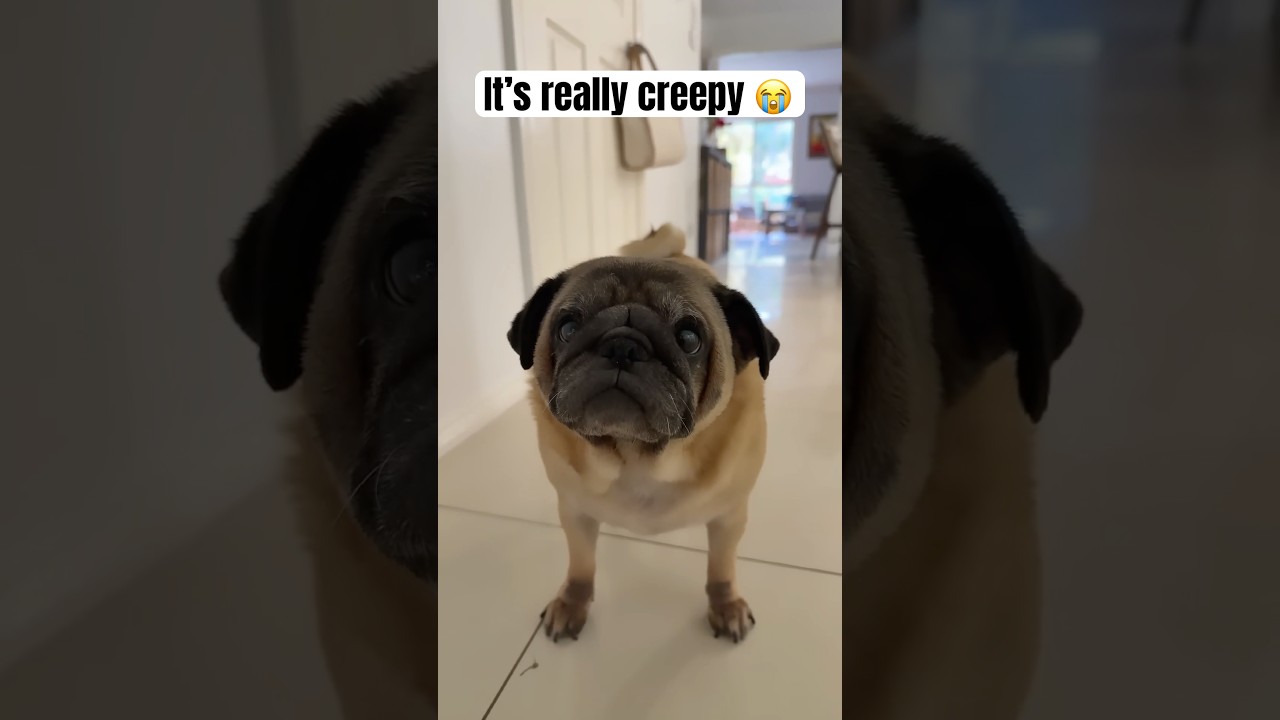 1 ЛАЙК = 1 лакомство для неё ❤️ 1 ПОДПИСКА = 10 лакомств для неё 🩷 