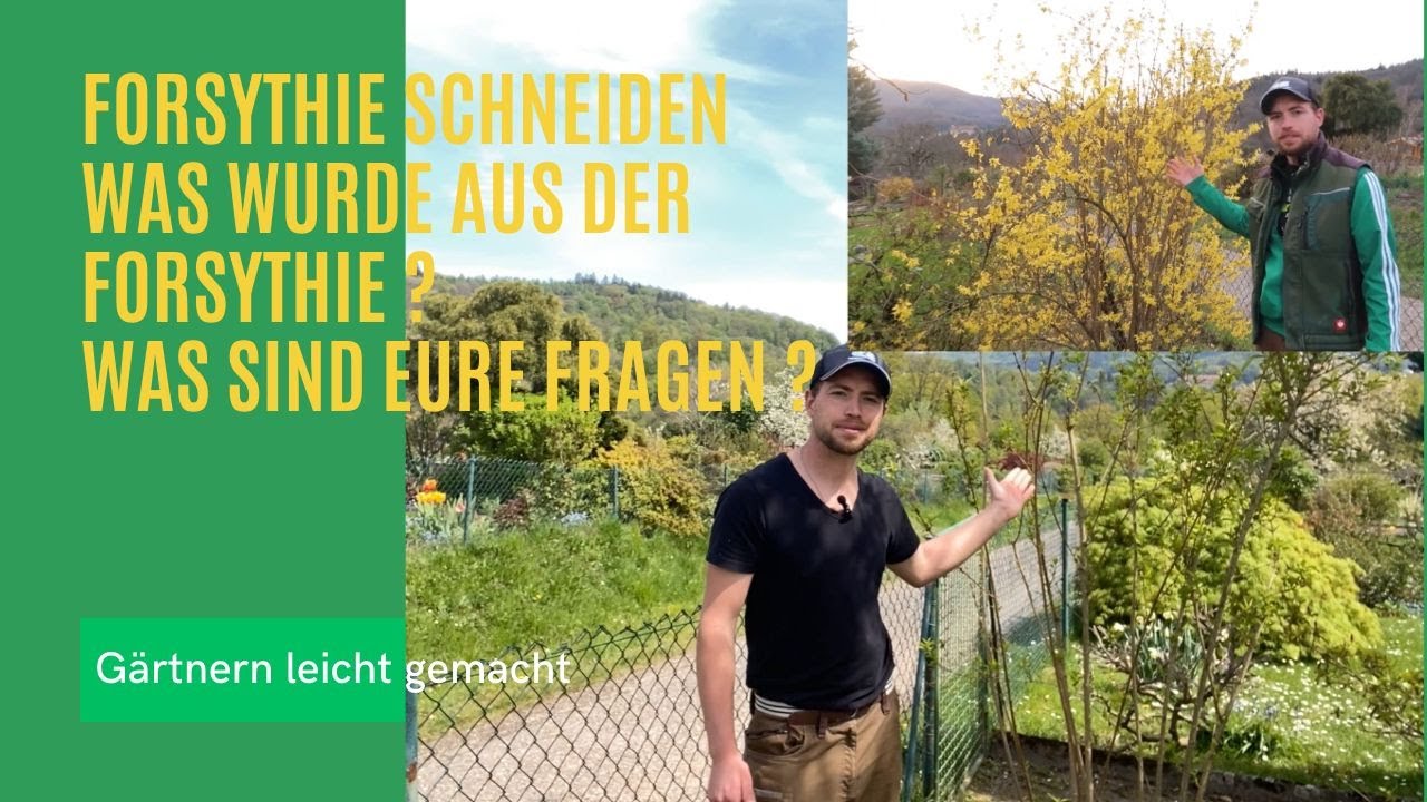 Forsythie schneiden was wurde aus der Forsythie ?