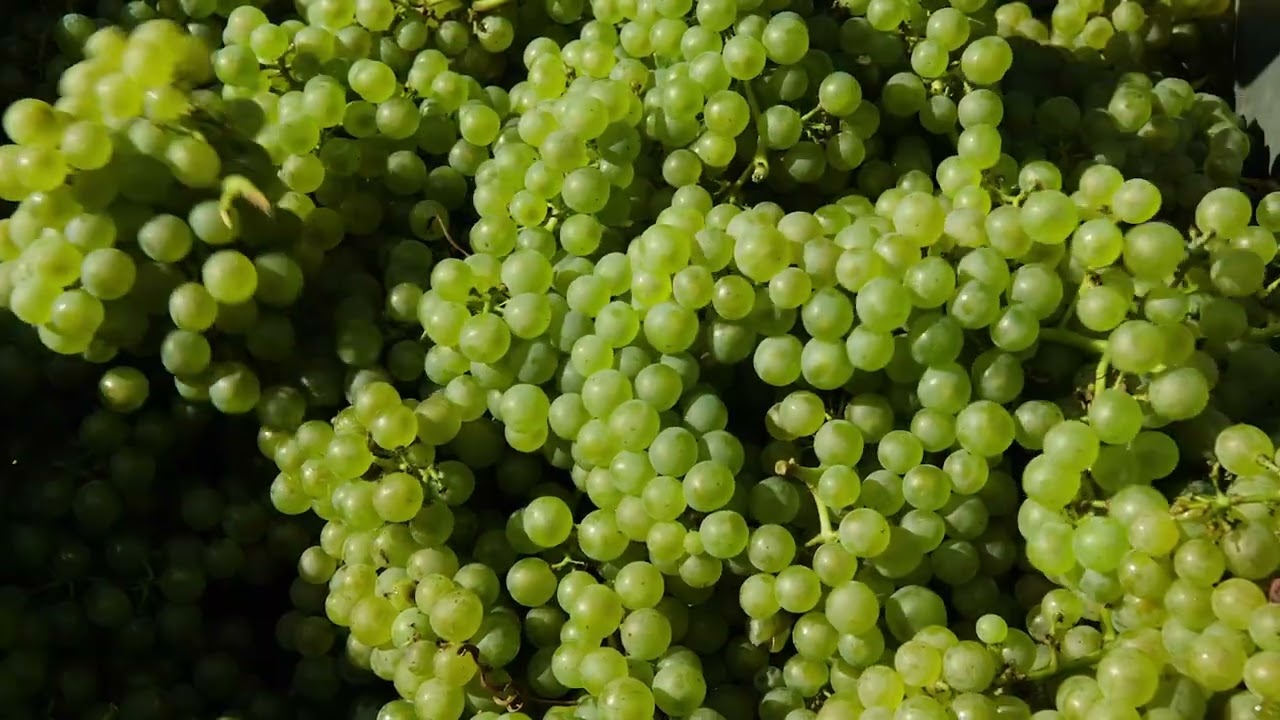 TAEGRO è un fungicida biologico di origine naturale, a base di Bacillus Amyloliquefaciens