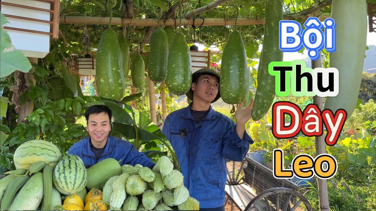 Thu Hoạch Các Loại Dây Leo Bầu, Khổ Quả, Bí Đao Nhật, Mướp Khía, Dưa Hấu, Dưa Lê Nhật,….