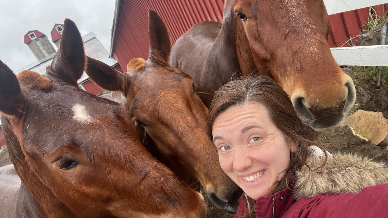 Plowing the Veggie Garden // Abby comes to take care of the Horses!  