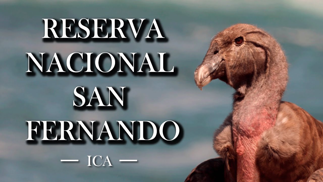 Reserva Nacional San Fernando - Un tesoro en la Costa Peruana
