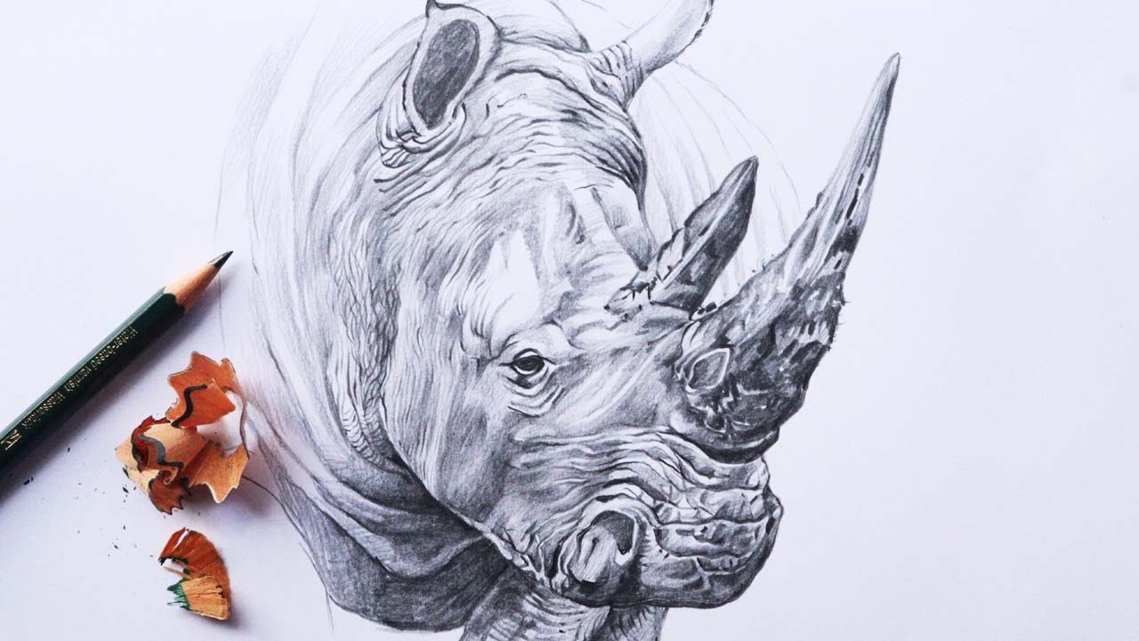Rhinoceros Face Drawing in Pencil | Rhino pencil sketch