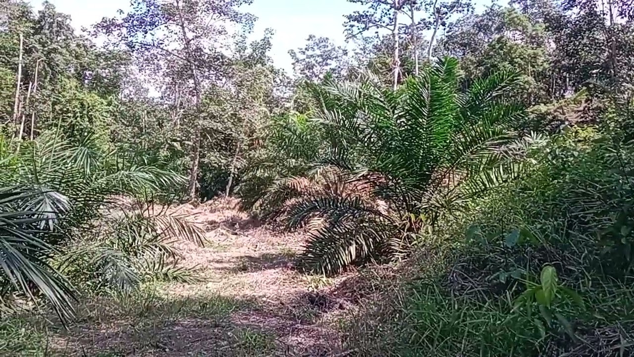 Sebulan tidak keseni, ternyata sudah hijau lagi semak nya 😇😇