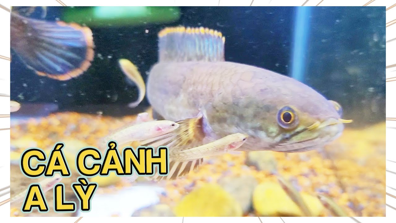 A Lỳ Chia Sẻ Về Môn Chơi Cá Lóc Cảnh Với Hơn Chục Phân Loài. Bối, Cửu Sừng, Tai Tượng Châu Phi, ...