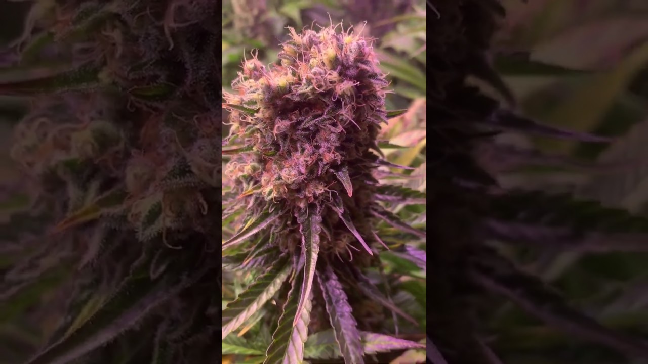 Barney&acute;s Farm y Toni13: Shiskaberry