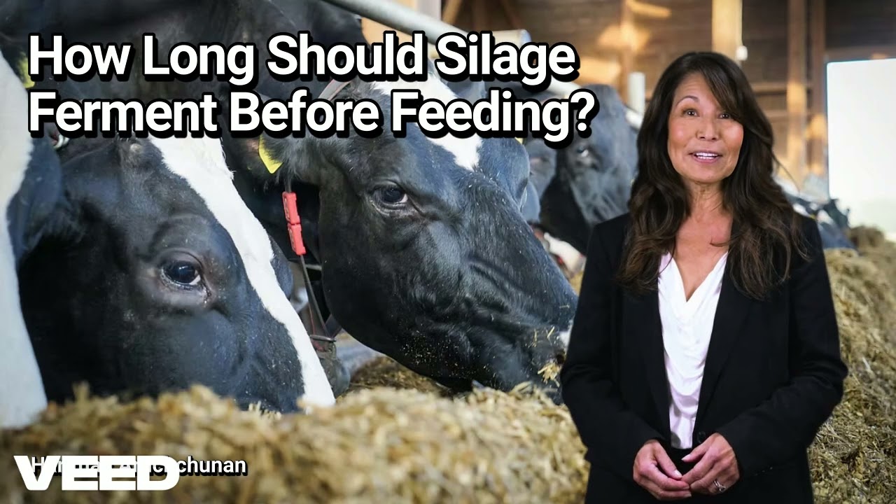 How Long Should Silage Ferment Before Feeding :The Secret to Healthier Dairy Cattle