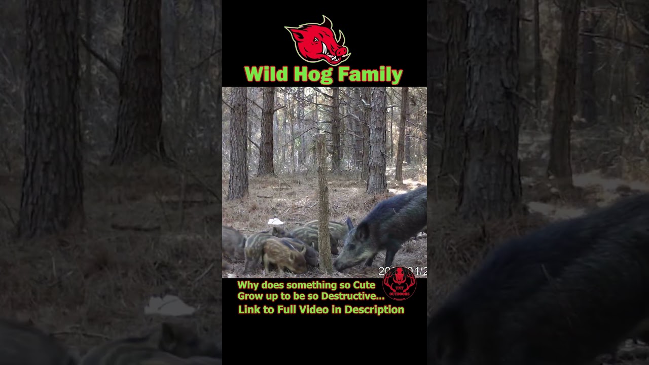 Wild Hog Family, Cutest Baby Boars! 😍🐗😂 #wildboar #cute #shorts