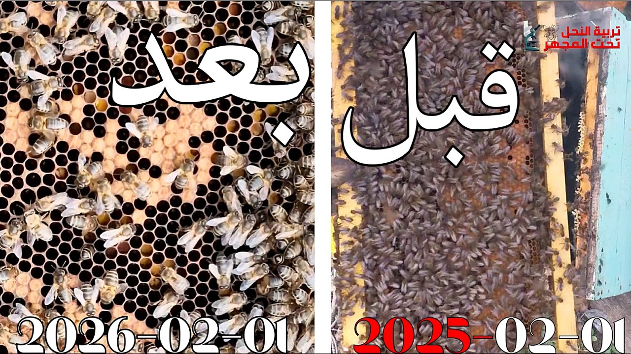 كيف كان النحل العام الماضي وكيف صار مع هذه المنخفضات #تربية_النحل #bee #اكسبلور #عسل#honey