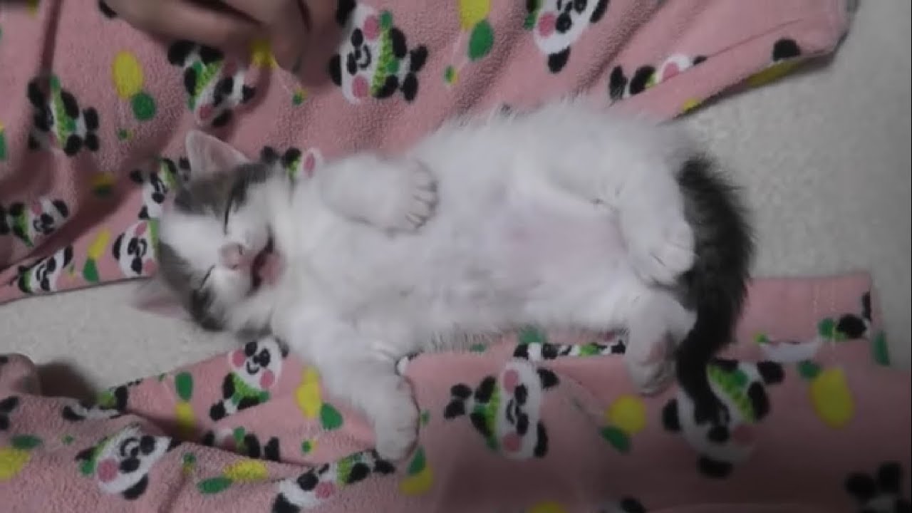 寝ている子猫を見ると触りたくなるお母さん