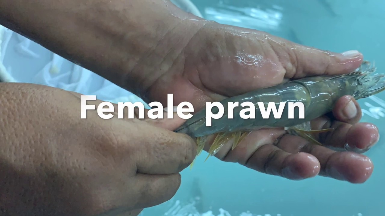 Maturation/ mother prawns/ male & female prawns/ feeding for prawns