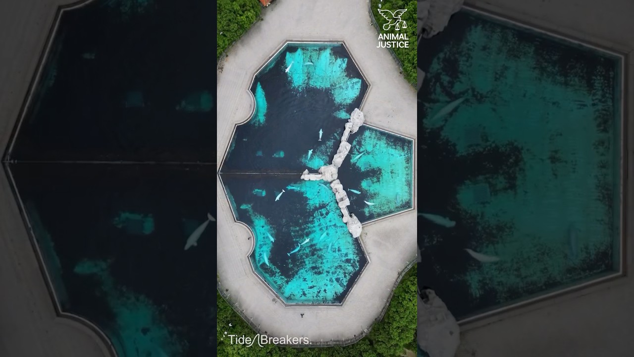 Since 2019, 18 belugas, 1 killer whale and 1 dolphin have died at Marineland Canada.