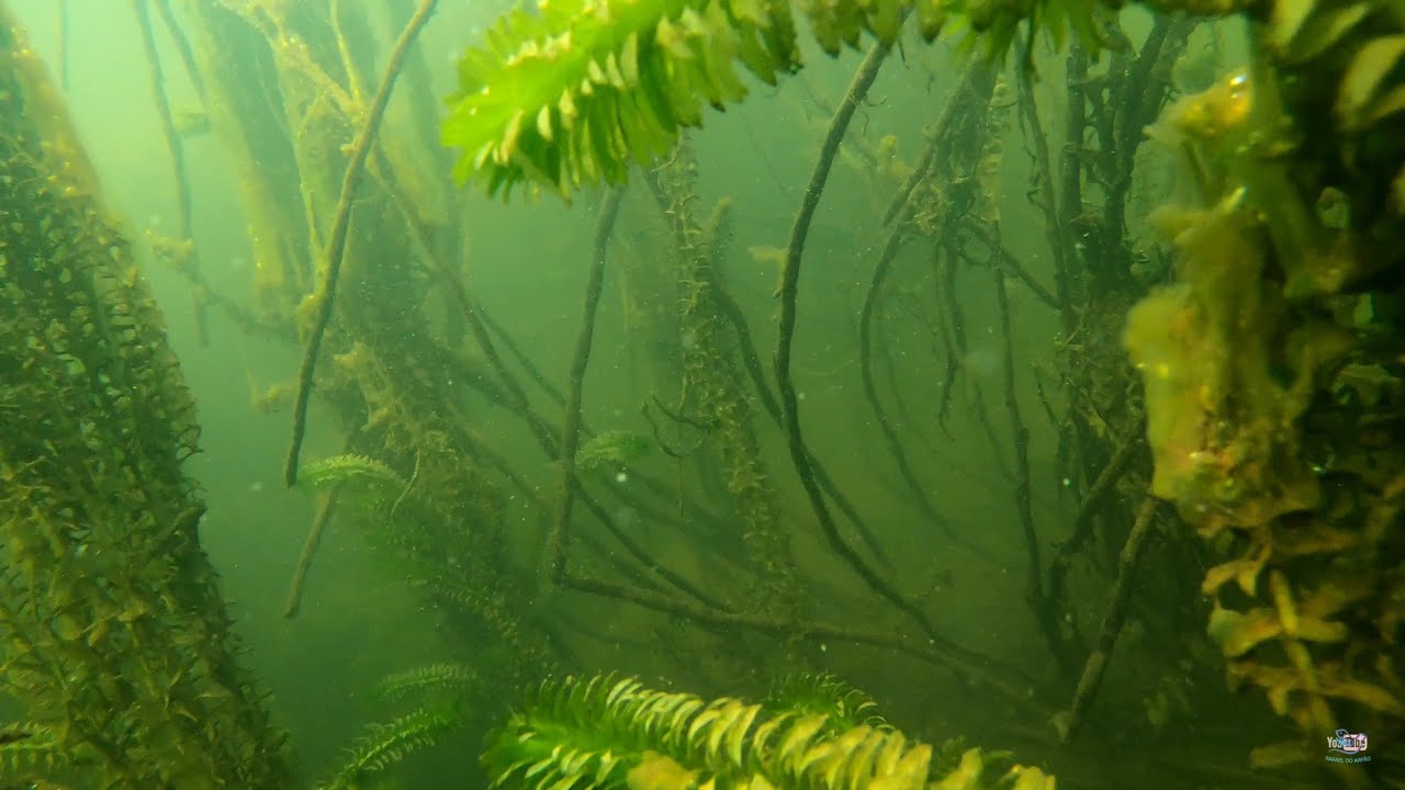 PESCA SUB cada disparo um desastre _pescaria ruim pois eu não sei o que estava acontecendo com os p