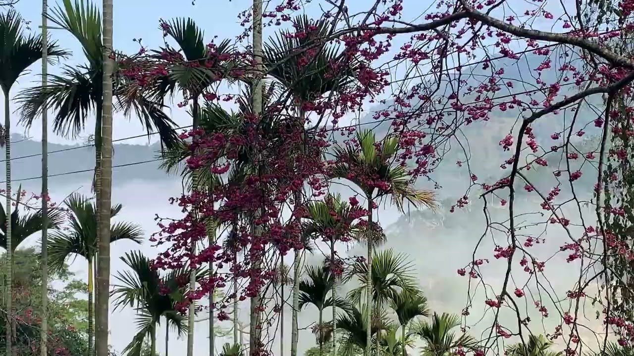 雲林古坑草嶺·櫻花季開跑｜青山坪入口·櫻之頌～雲霧裊繞.日出山頭.如詩如畫.空靈夢幻…
