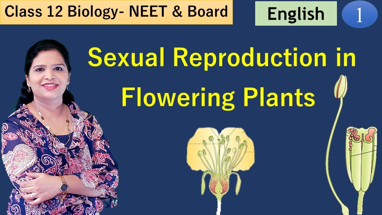 Flower Structure, Internal Structure of Anther and Microsporogenesis