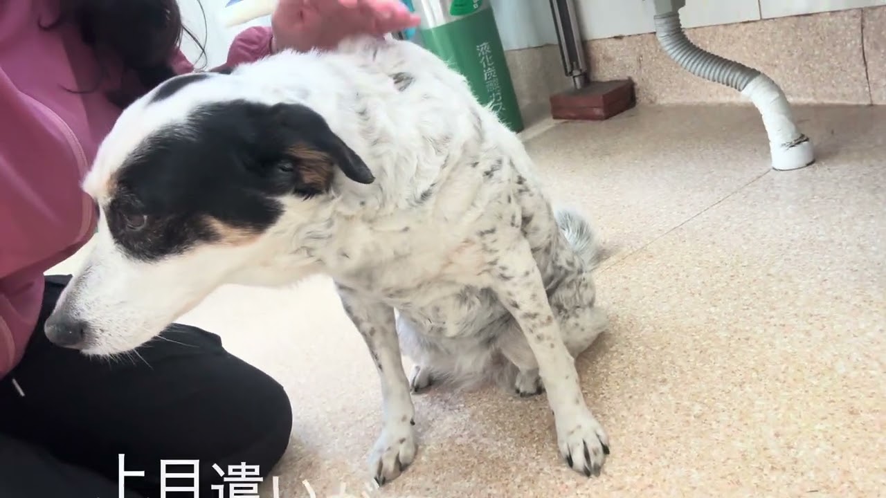 チロリちゃん、モコくん♪