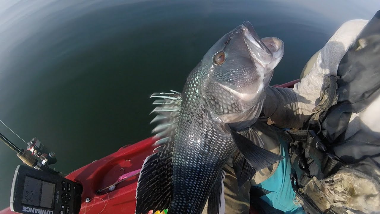 JUMBO Inshore Sea Bass Fishing - Jigging a Limit with Soft Plastic Lures 7/28/2016