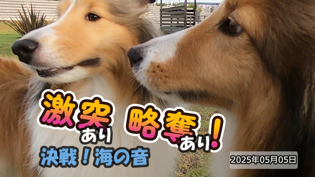 激突あり略奪あり　決戦！海の音　　＠20250504
