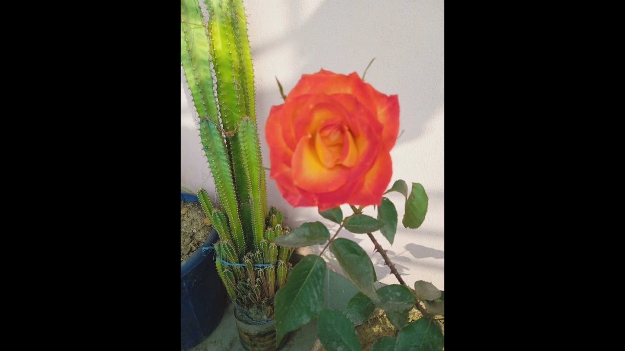 যেন ফিরে না যায় এসে| নজরুল সঙ্গীত| রেকর্ড(১৯৩৫) শিল্পী: ফুল্লনলিনী| Shafique Ahmed Gaan. 