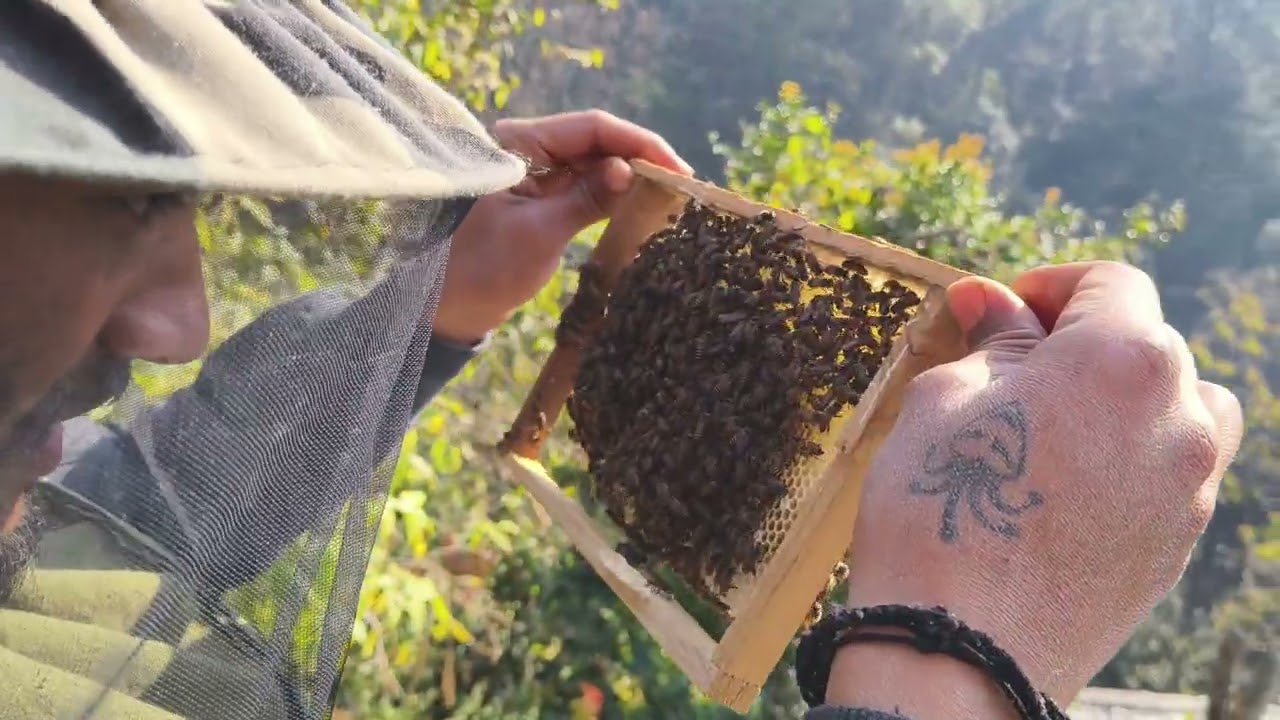 Honey Bees Ke Box Mein Mila Kuch Unexpected 😨 Wax Moth !