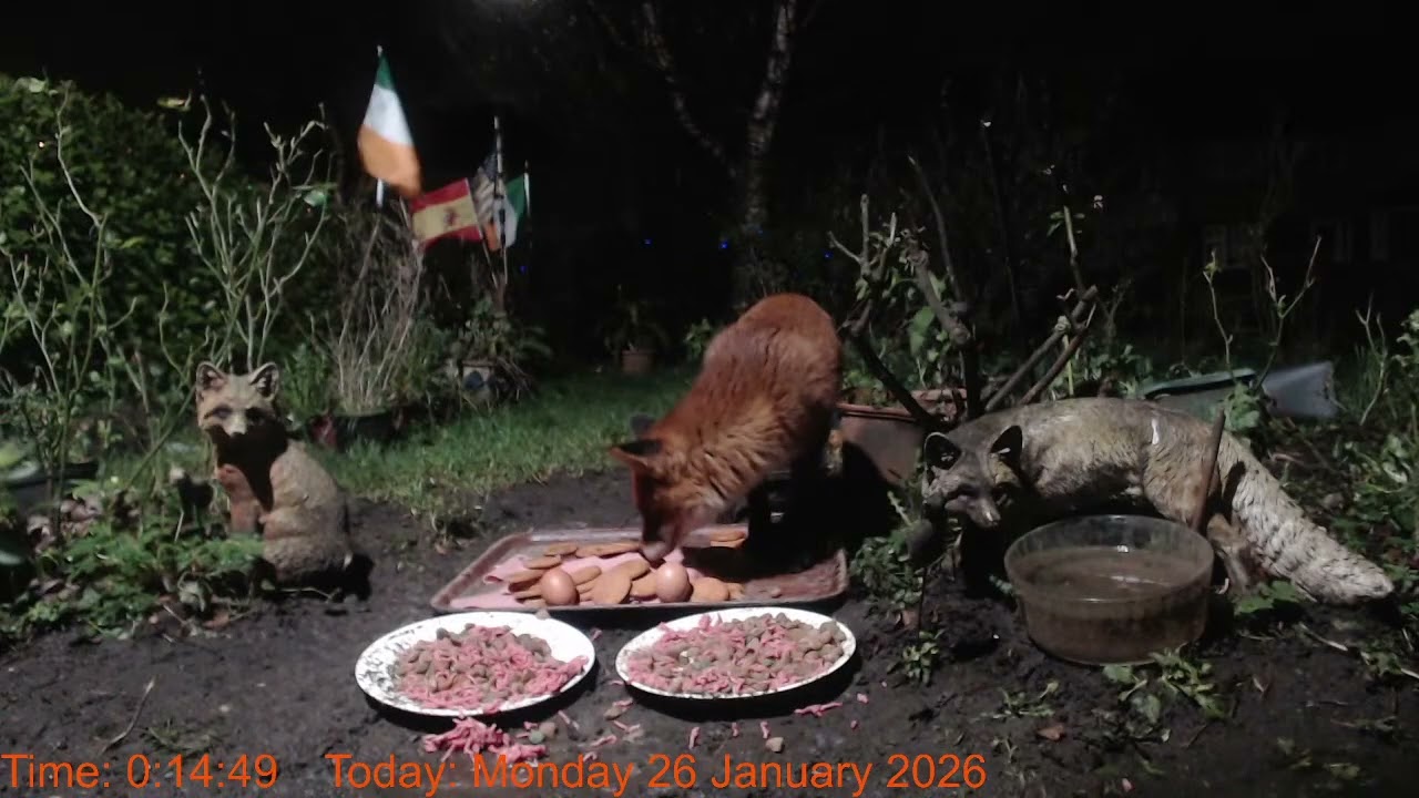 Foxheaven Dublin Ireland Livestream