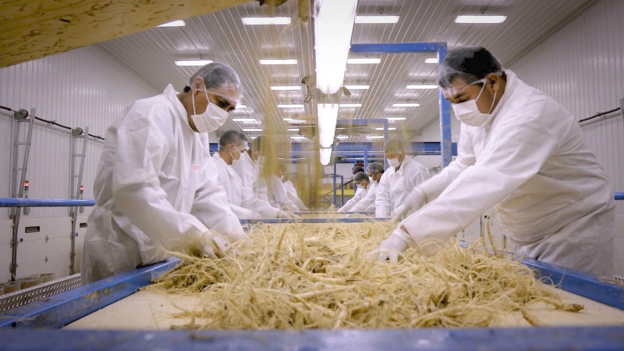 Ginseng Production