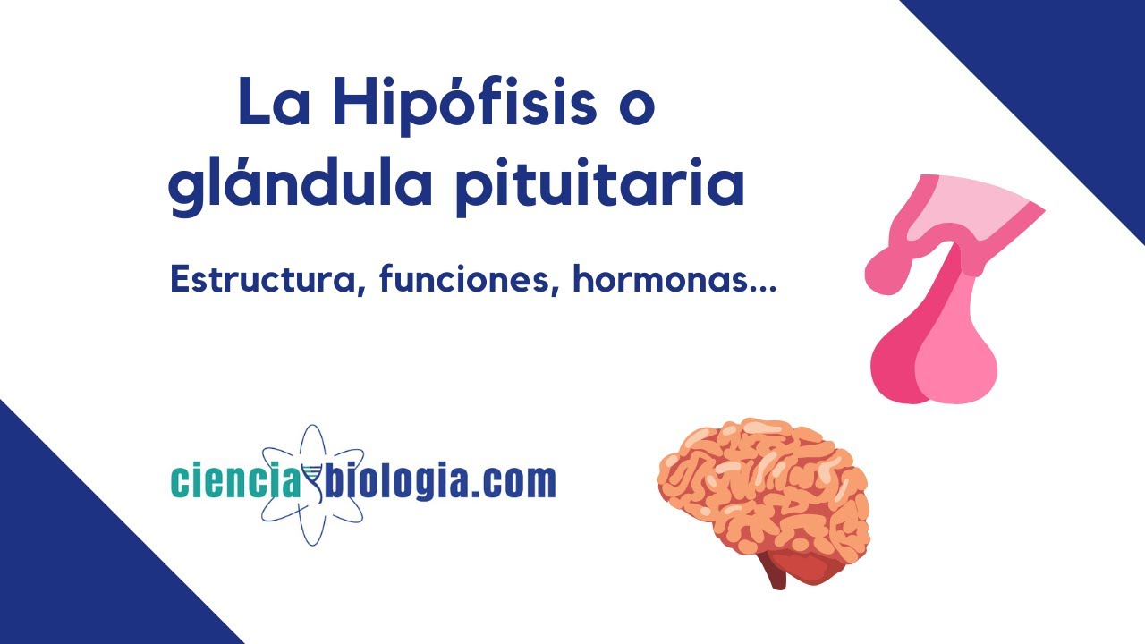 La hip&oacute;fisis o gl&aacute;ndula pituitaria: definici&oacute;n, estructura, funciones y hormonas