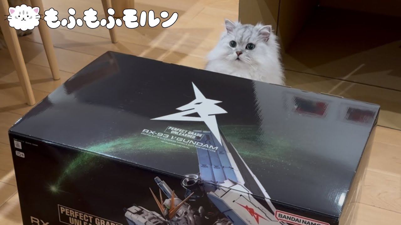 大きなガンダムが届いた日の猫たち 【サイベリアン】