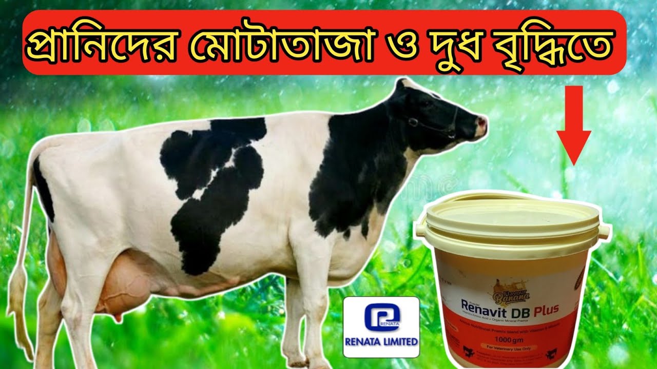 Renavit DB plus||গরু মোটাতাজা ও দুধ বৃদ্ধি করতে ব্যাবহার করুন রেনাভিট ডিবি পাউডার||mollahkrishitv||