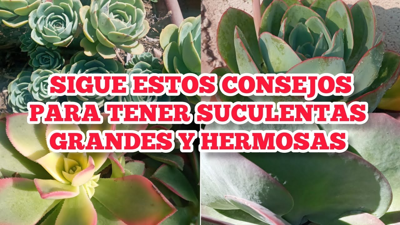 5 Tips para TENER SUCULENTAS GRANDES y HERMOSAS  - Jard&iacute;n en Primavera