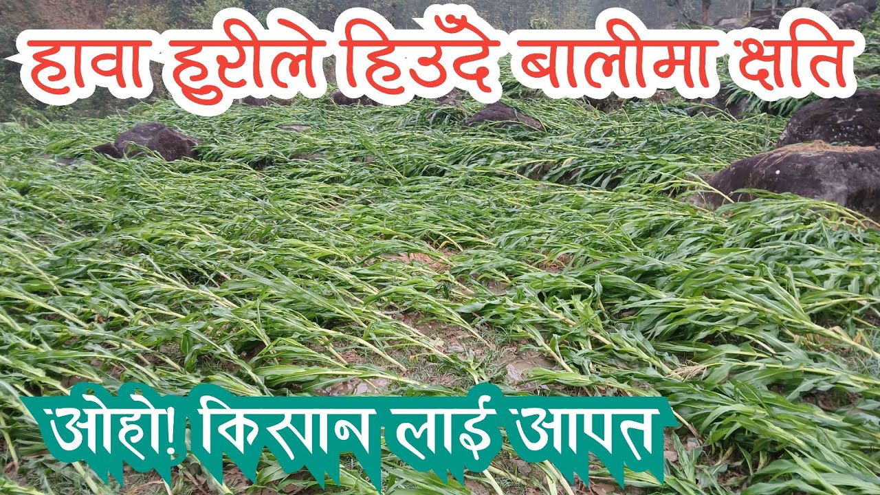 हावा हुरीले हिउँदे बालीमा क्षति किसानलाई आपत