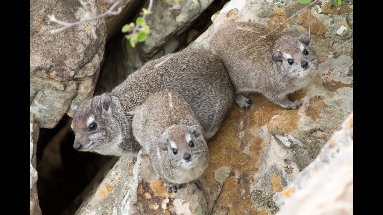 The eerier call of the Rock Hyrax (Dassie)