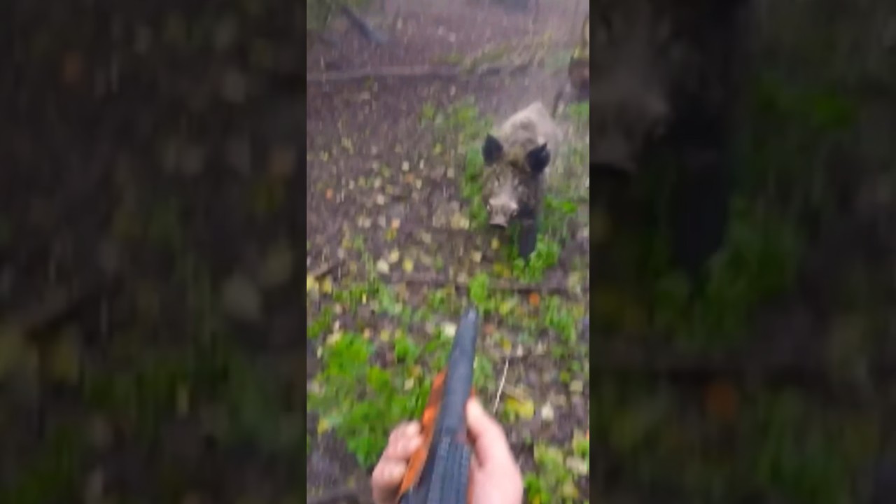 Charge d&rsquo;un &eacute;norme Sanglier ! Big Boar attack !