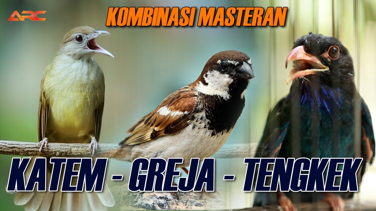 MASTERAN  KAPAS TEMBAK - TENGKEK BUTO - GREJA TARUNG