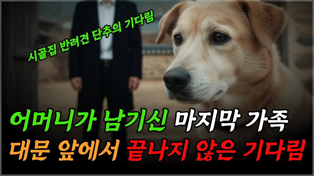 어머니가 남기신 마지막 가족, 대문 앞에서 끝나지 않은 기다림을 보았습니다#시니어이야기 #중장년생활 #반려동물 #가족이야기 #일상