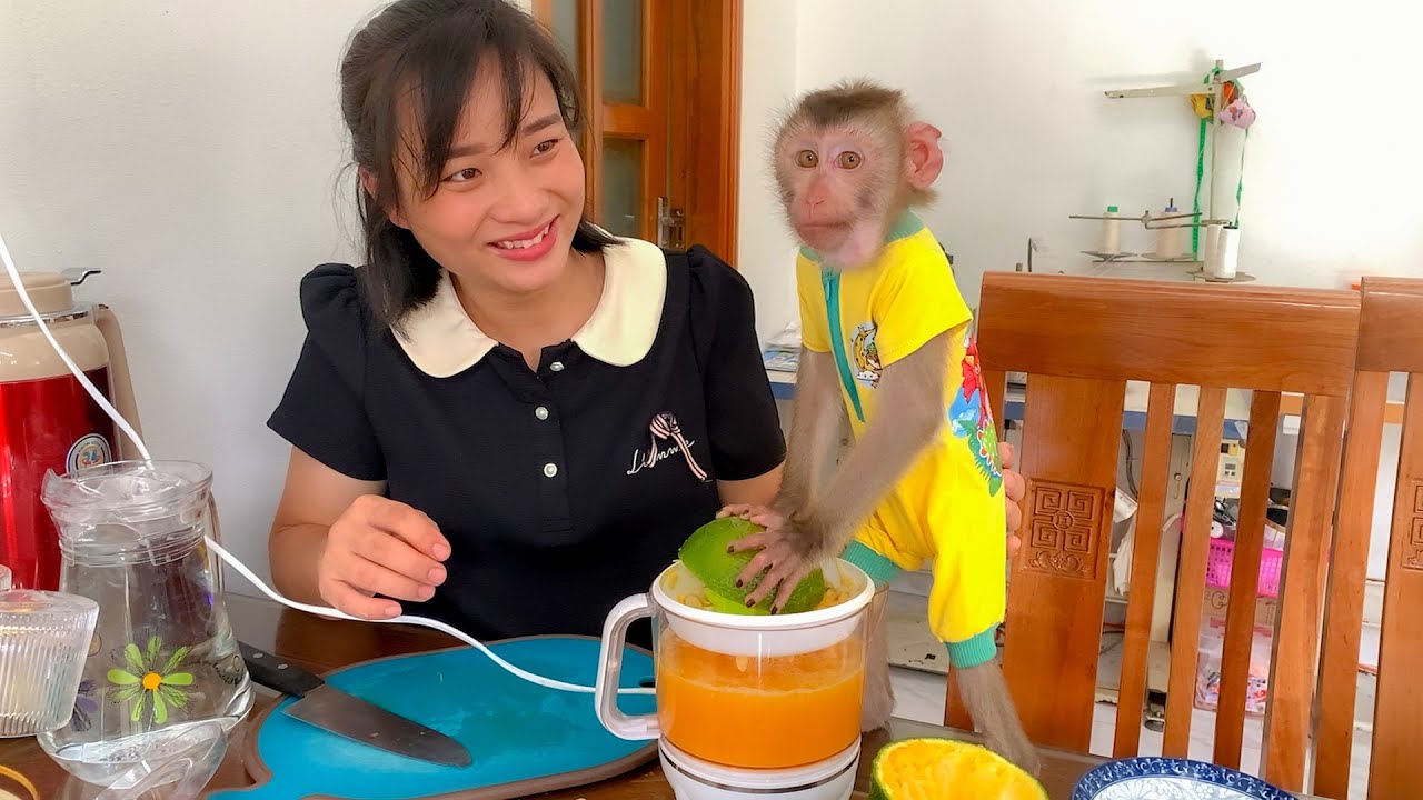 Monkey Puka learns how to squeeze orange juice from Mom